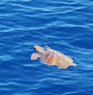  Blick auf Meeresschildkröten vom Boot aus